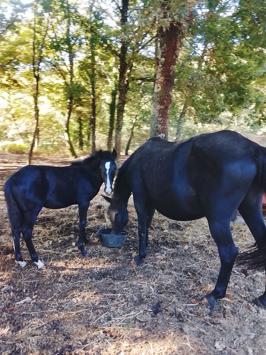 Égua Lusitana Preta