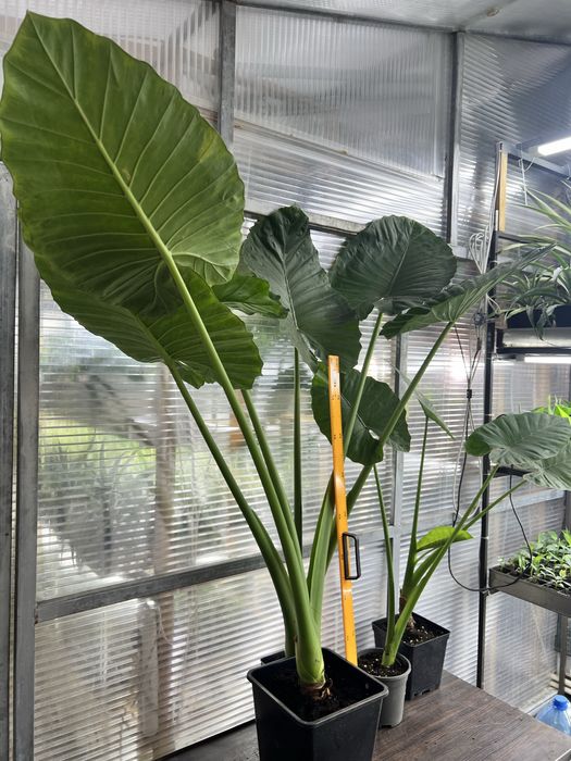 Алоказія (Alocasia odora), слонове вухо