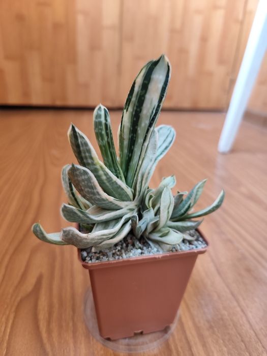 Gasteria Sakura fuji, Гастерия, суккулент