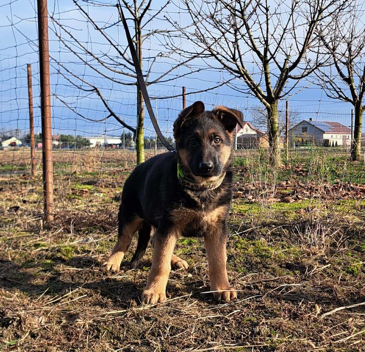 Owczarek Niemiecki FCI