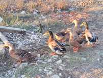 Patos Rouen para venda