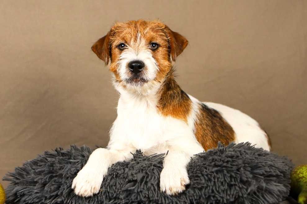 piesek Jack Russell terrier ZKWP/FCI