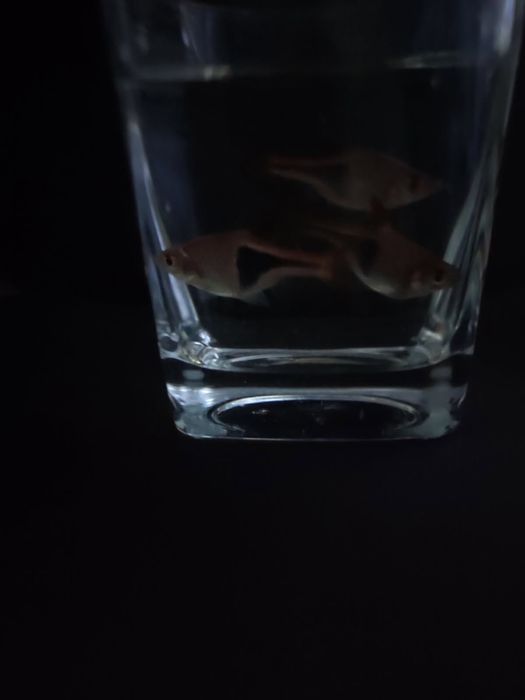 Sprzedam ryby- mieczyki razbory klinowe i neonki