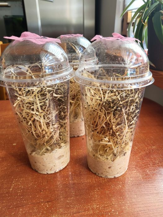 Hodowle Muszki hydei, karmowka dla drzewołazów, pająków i innych zwier