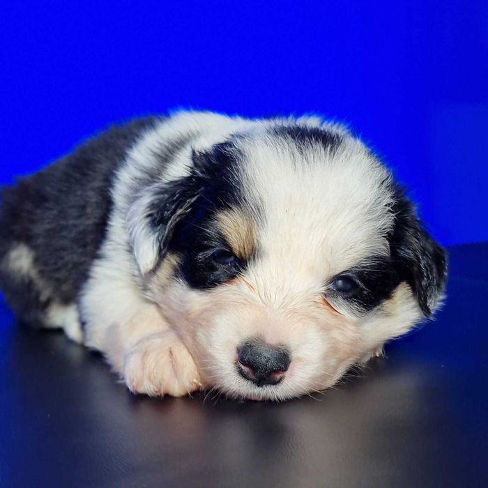 Border collie black white tricolor dziewczynka