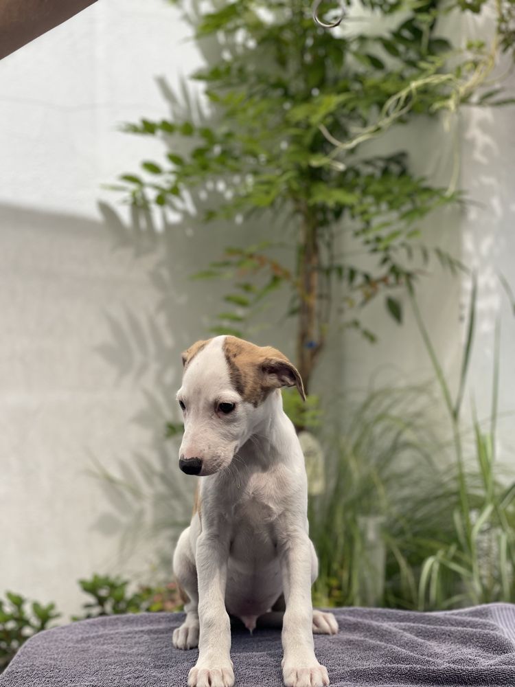 Whippet ZKwP chłopiec o pieknym umaszczeniu Revirado FCI