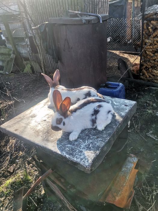 Кролі кролики строкач