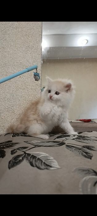 Персидське кошеня