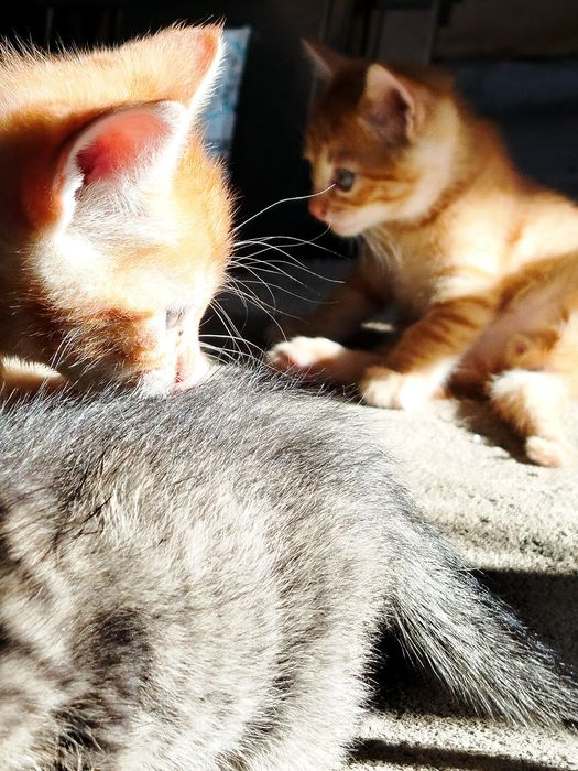 Doação gatinhos desmamados