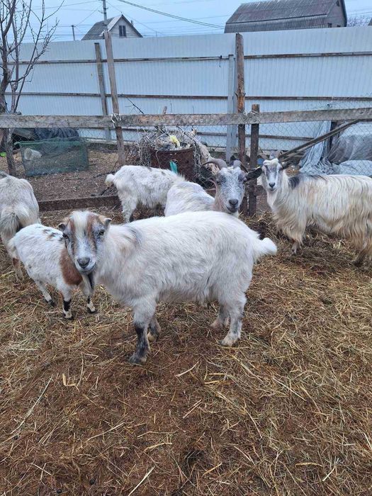 продаю молодих  козлят