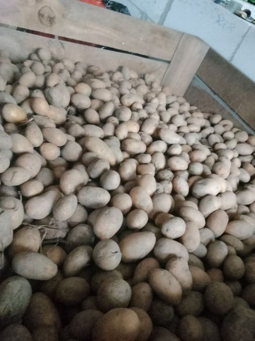 Ziemniaki jadalne kaliber duży