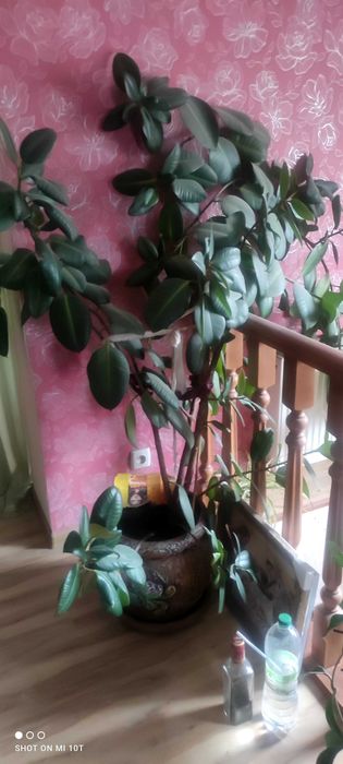 Продам шикарний вазон фікус у Вінниці