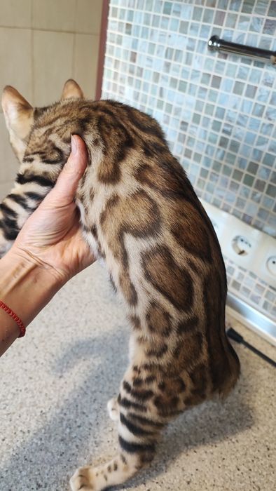 Бенгали Bengal. Офіційний Розплідник!