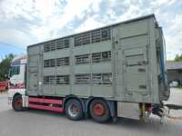 Man TGX/zestaw do przewozu żywca/transport zwierząt - trzody i bydła