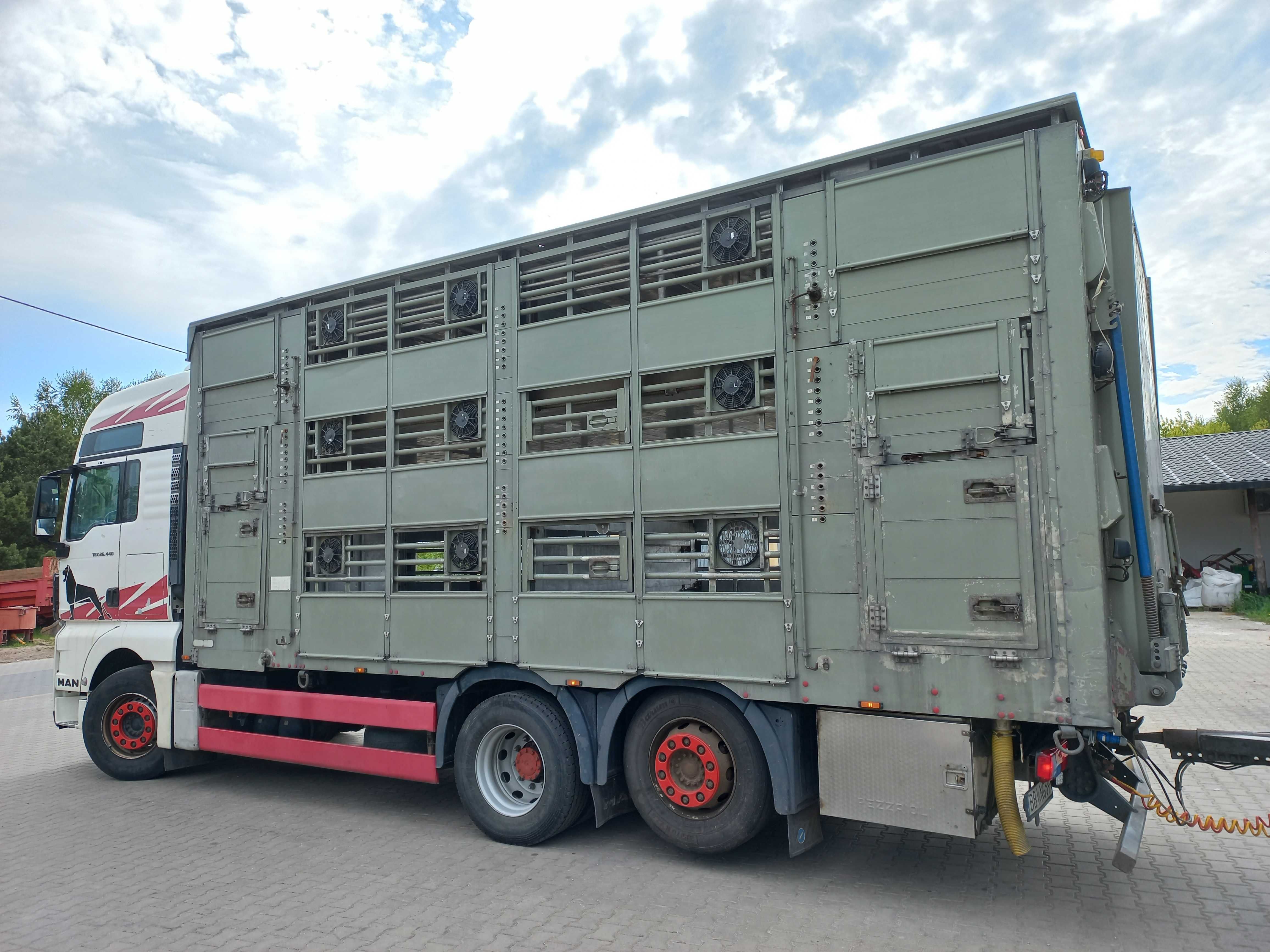 Man TGX/zestaw do przewozu żywca/transport zwierząt - trzody i bydła