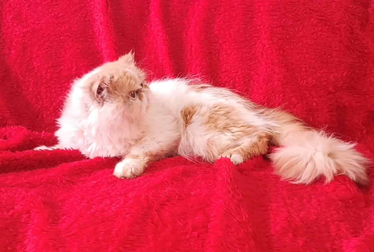 Vendo gato persa 2 anos