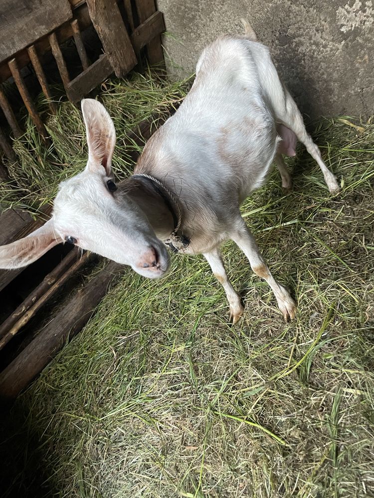 Vendo cabra leiteira