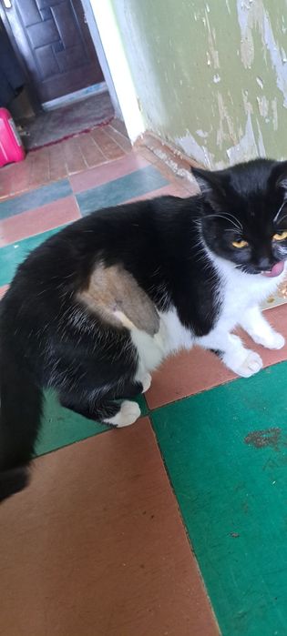 Безкоштовно стерилізована киця