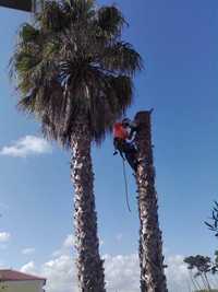 Corte e limpeza de árvores