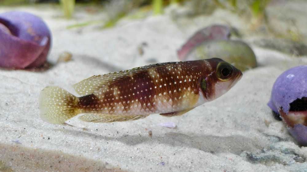 Muszlowce Lamprologus meleagris Kitumba - młode F1