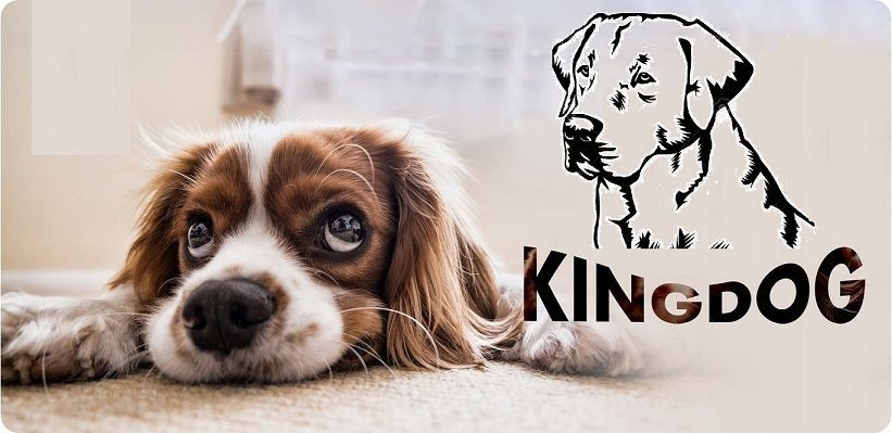 Legowisko Dla Psa Kojec Kingdog 75X65 Cm Wodoodporne Ciemnoszare