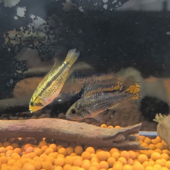 Apistogramma Cacatuoides