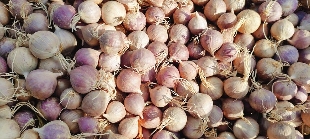 Однозубка Любаша