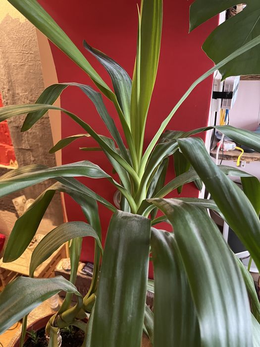 Юка кімнатна