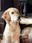 Golden retriever ZKwP- FCI piesek