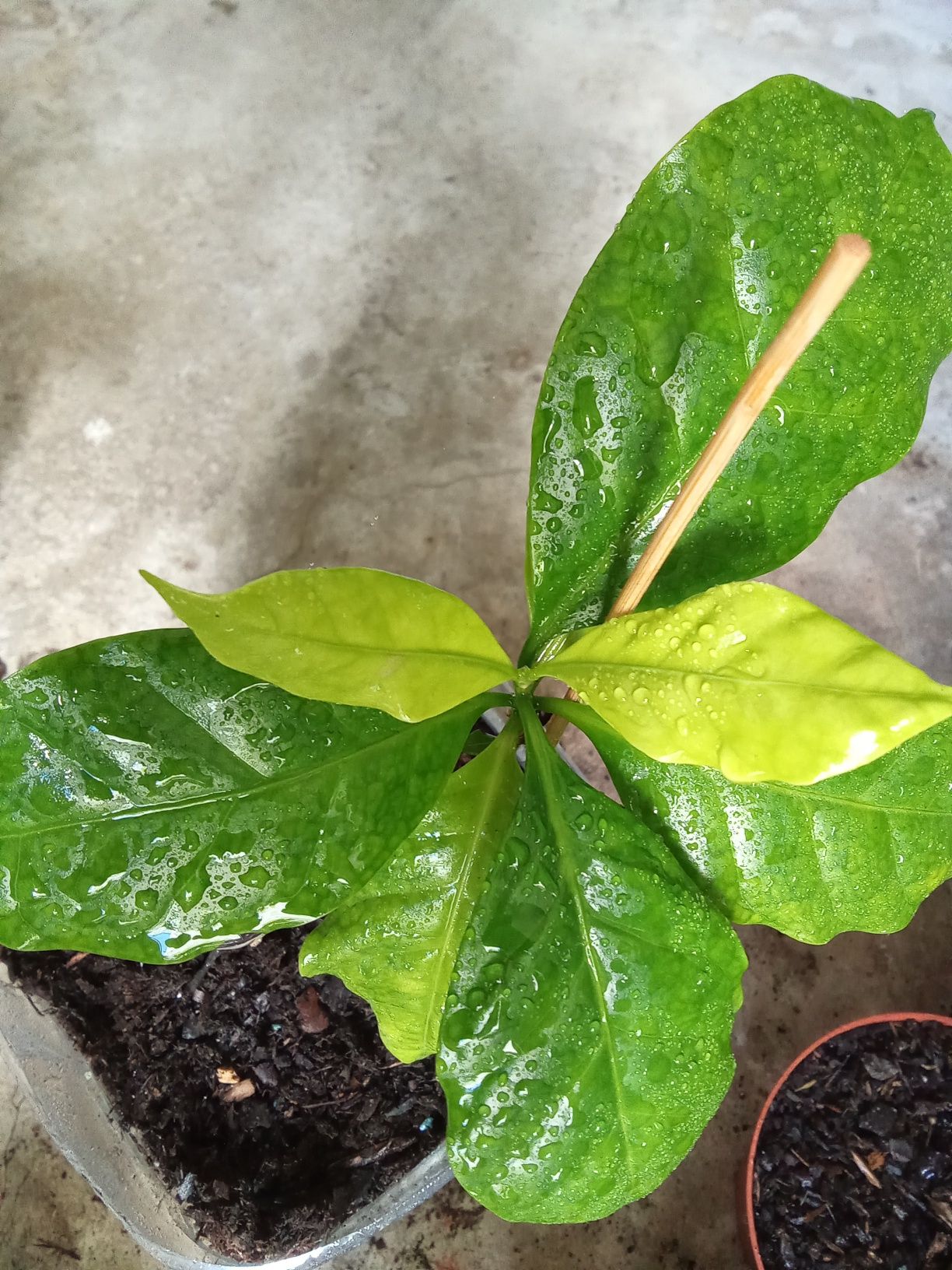 Muda de cafe arabica
