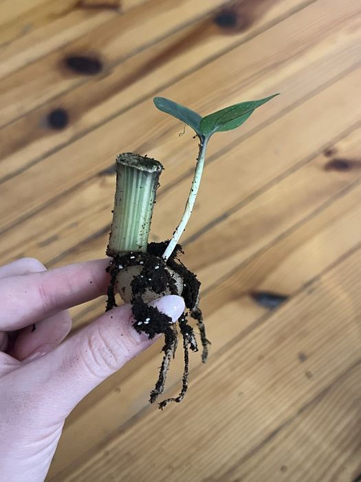 Zamiokulkas variegata ukorzeniona sadoznka