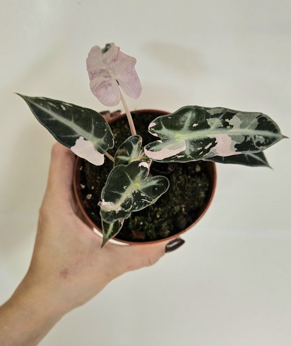 Alokazja bambino pink variegata Alokazja