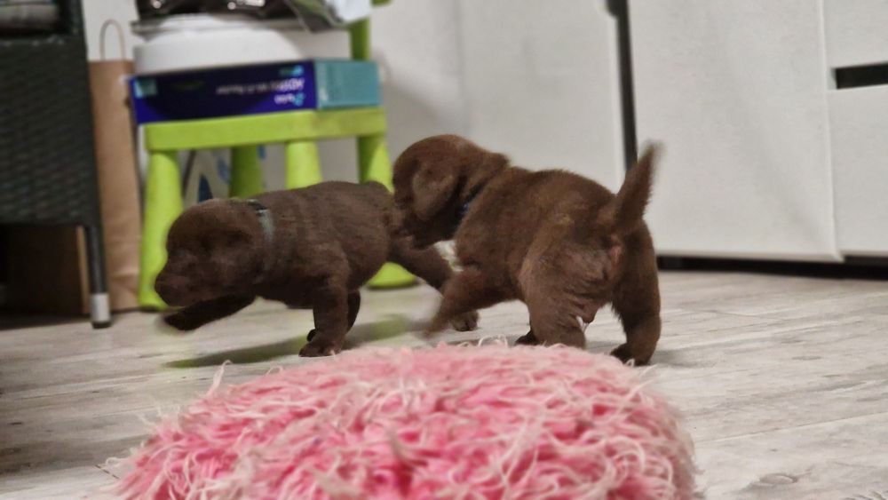 Labrador retriever szczeniaki z rodowodem