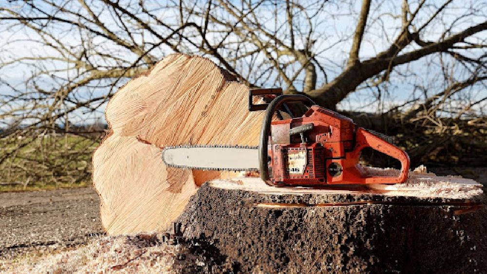 Wycinka drzew,Usługi pilarskie