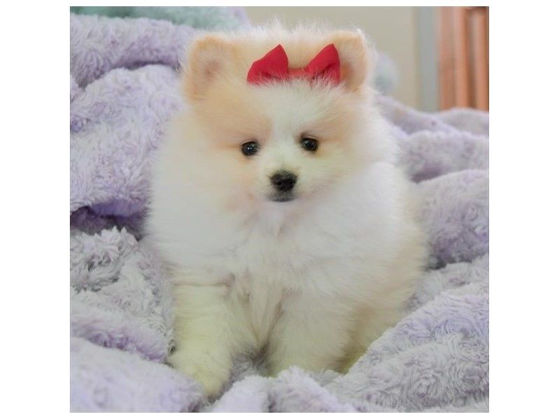 Шенки шпица продаемо. В гарні руки