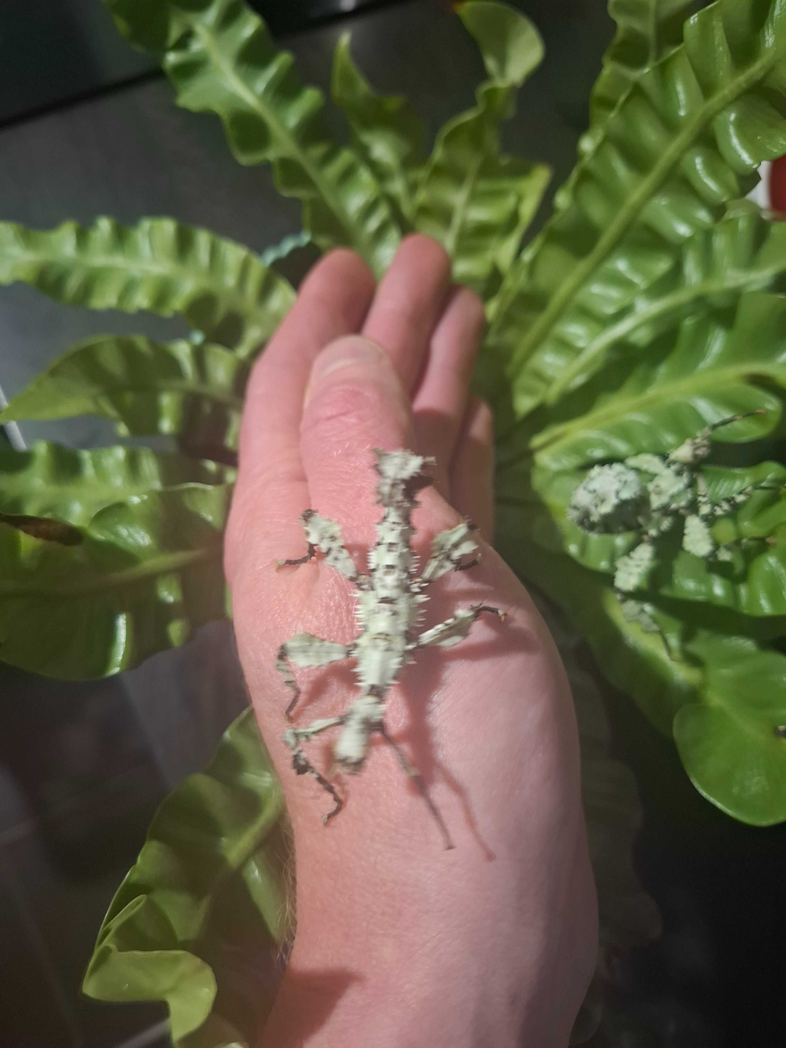 Straszyk australijski Lichen morph