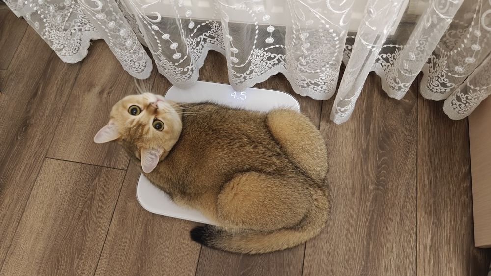 Кіт Шотландська золота шиншила Британський