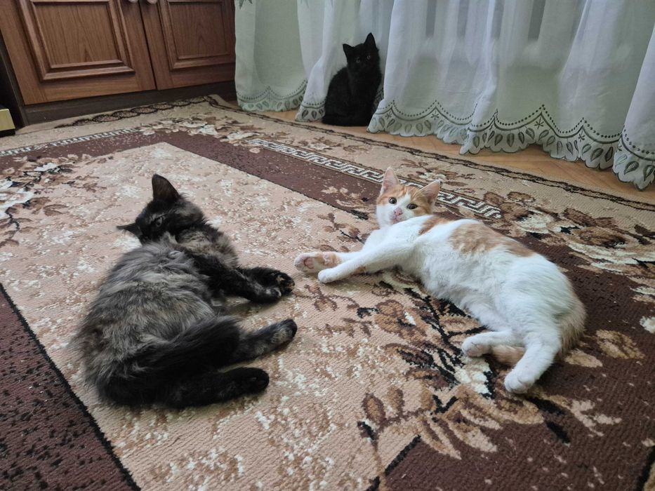 Віддам трьох кошенят