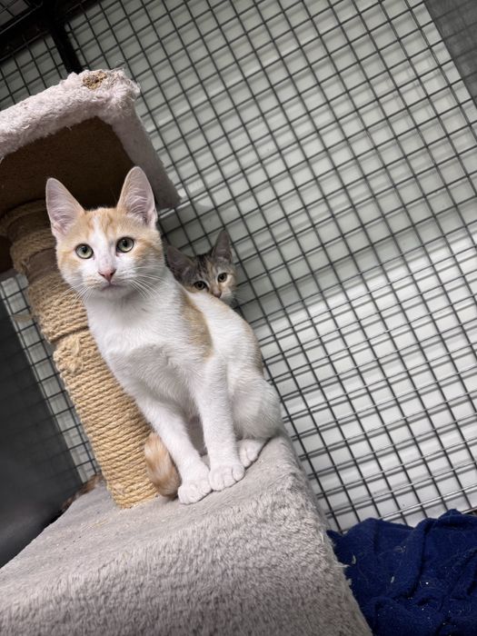 Gatinhos para adoção