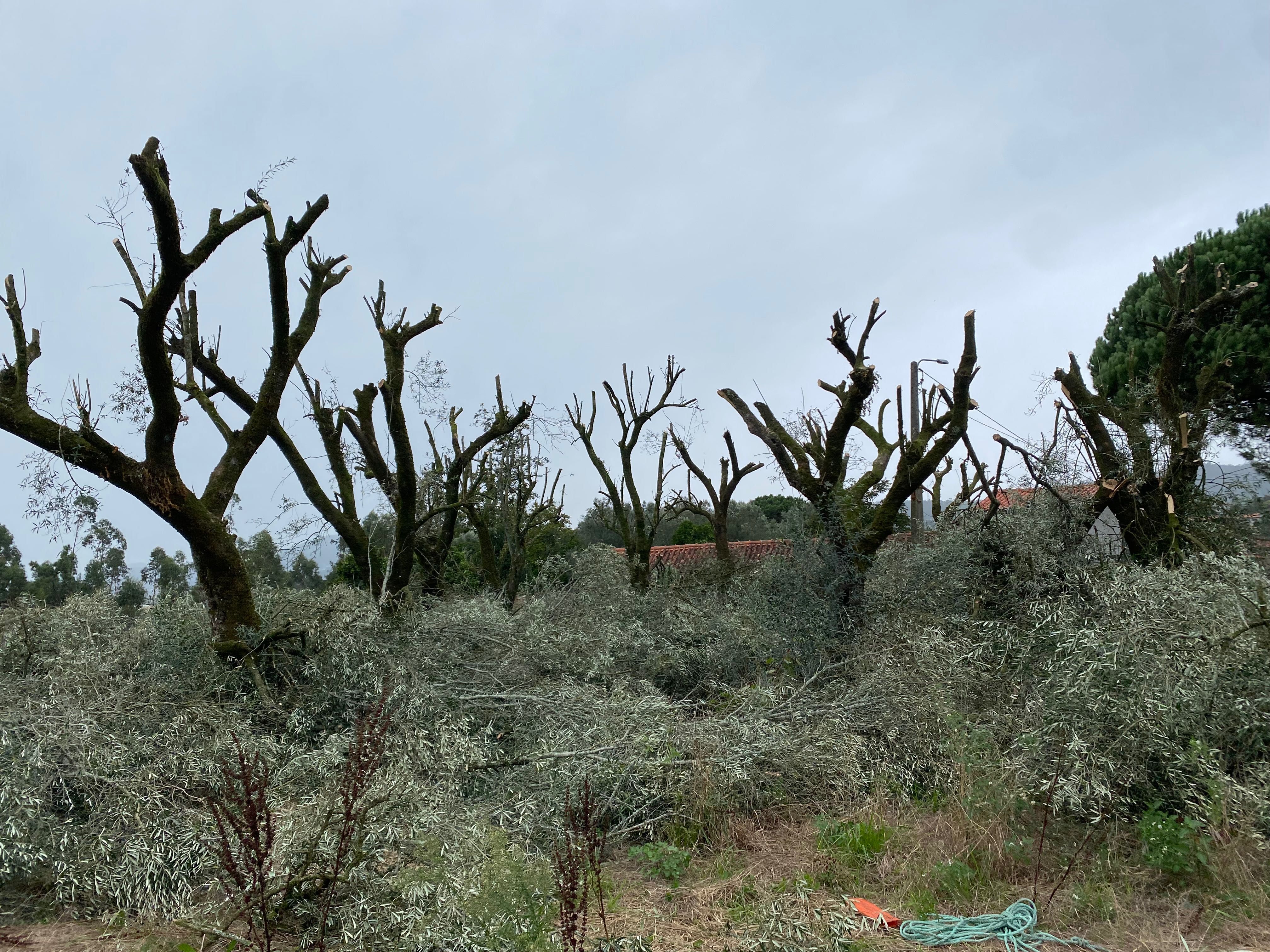 Oliveiras Barcelos