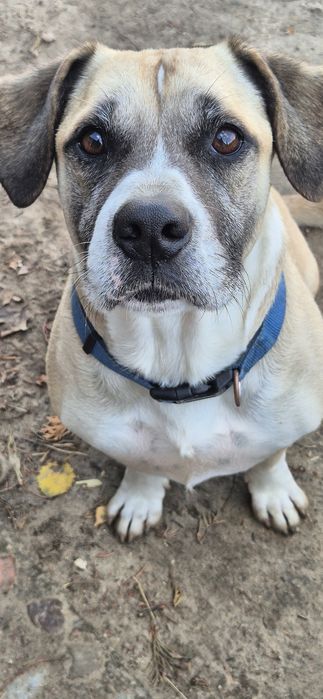 Piesek około sześć lat