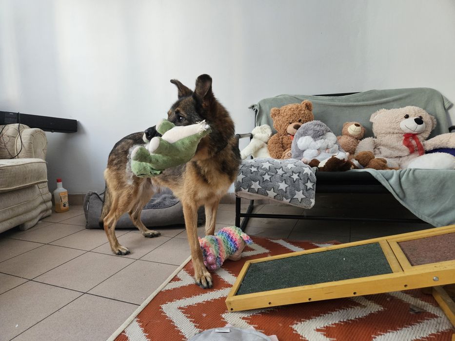 Rico szuka domu na stałe