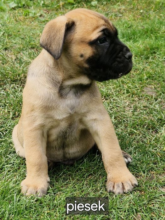 Piesek Cane Corso