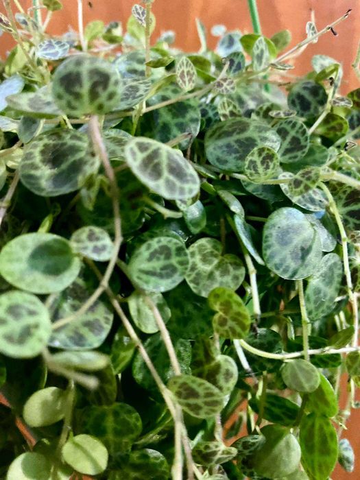 Peperomia prostrata