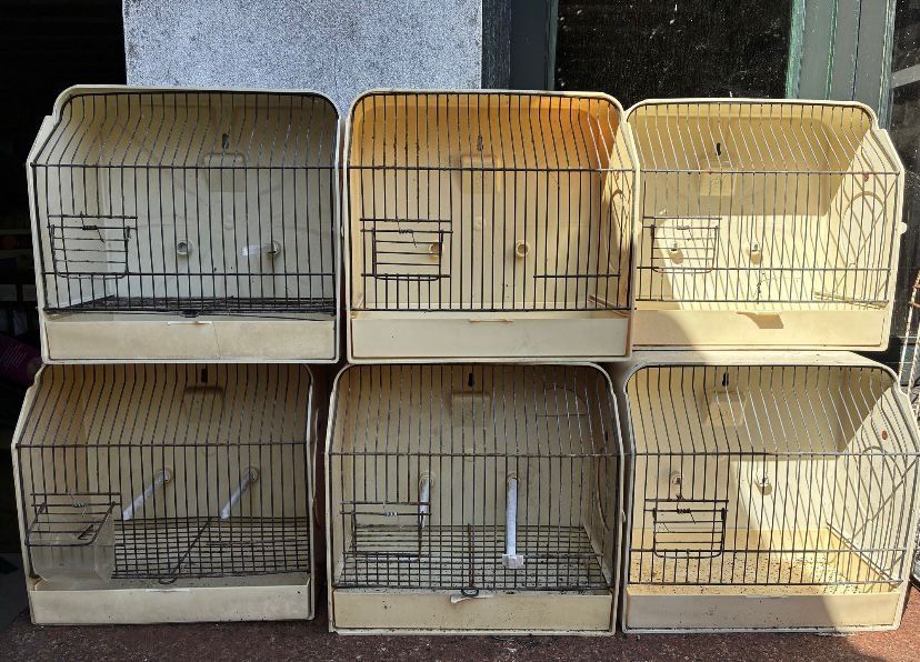 Doze Gaiolas De Exposição Para Pássaro