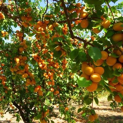 Плодові дерева. Саджанці плодових дерев. Абрикос. Груша. Персик. Череш