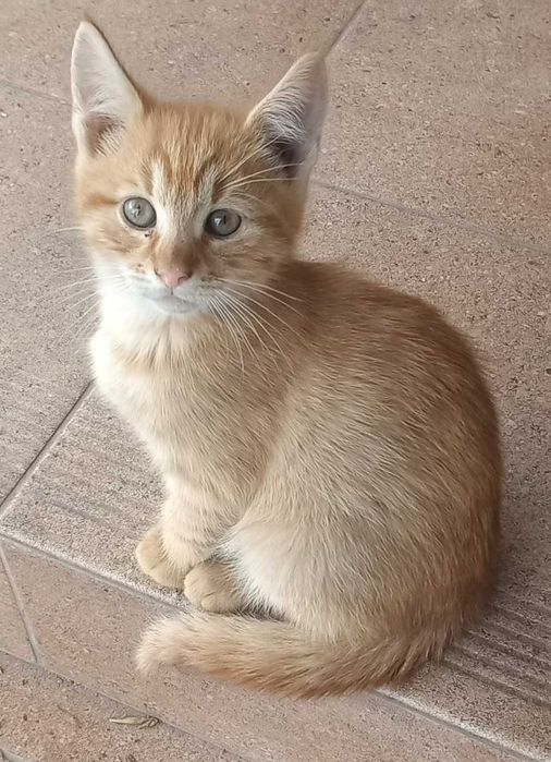 Śliczne kotki do oddania