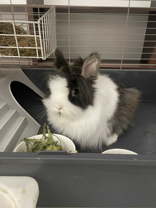 Królik poszukuje_domu