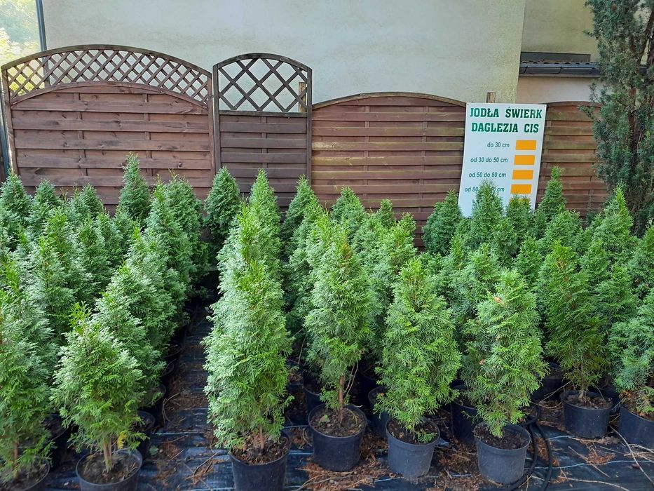 Tuja szmaragd sadzonki 60 cm