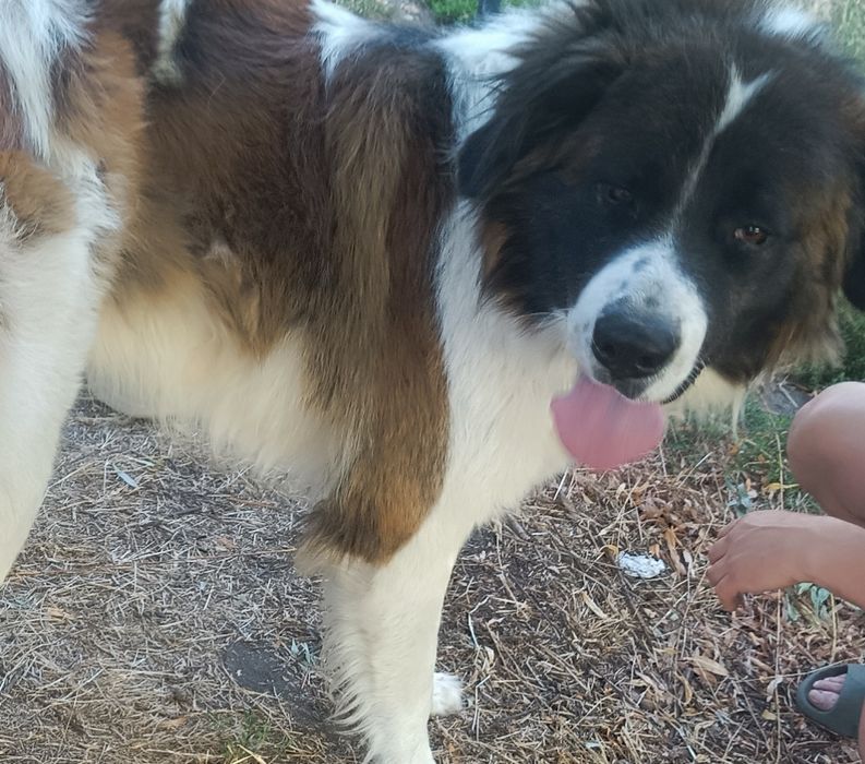 Продам щенков московской сторожевой